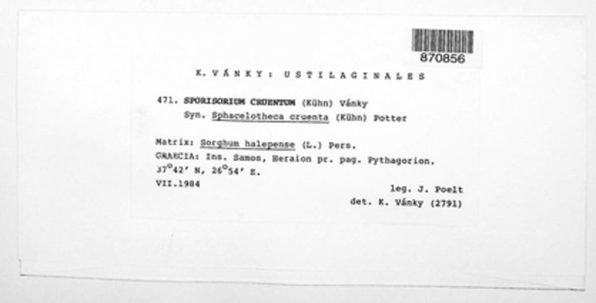 Sporisorium cruentum image
